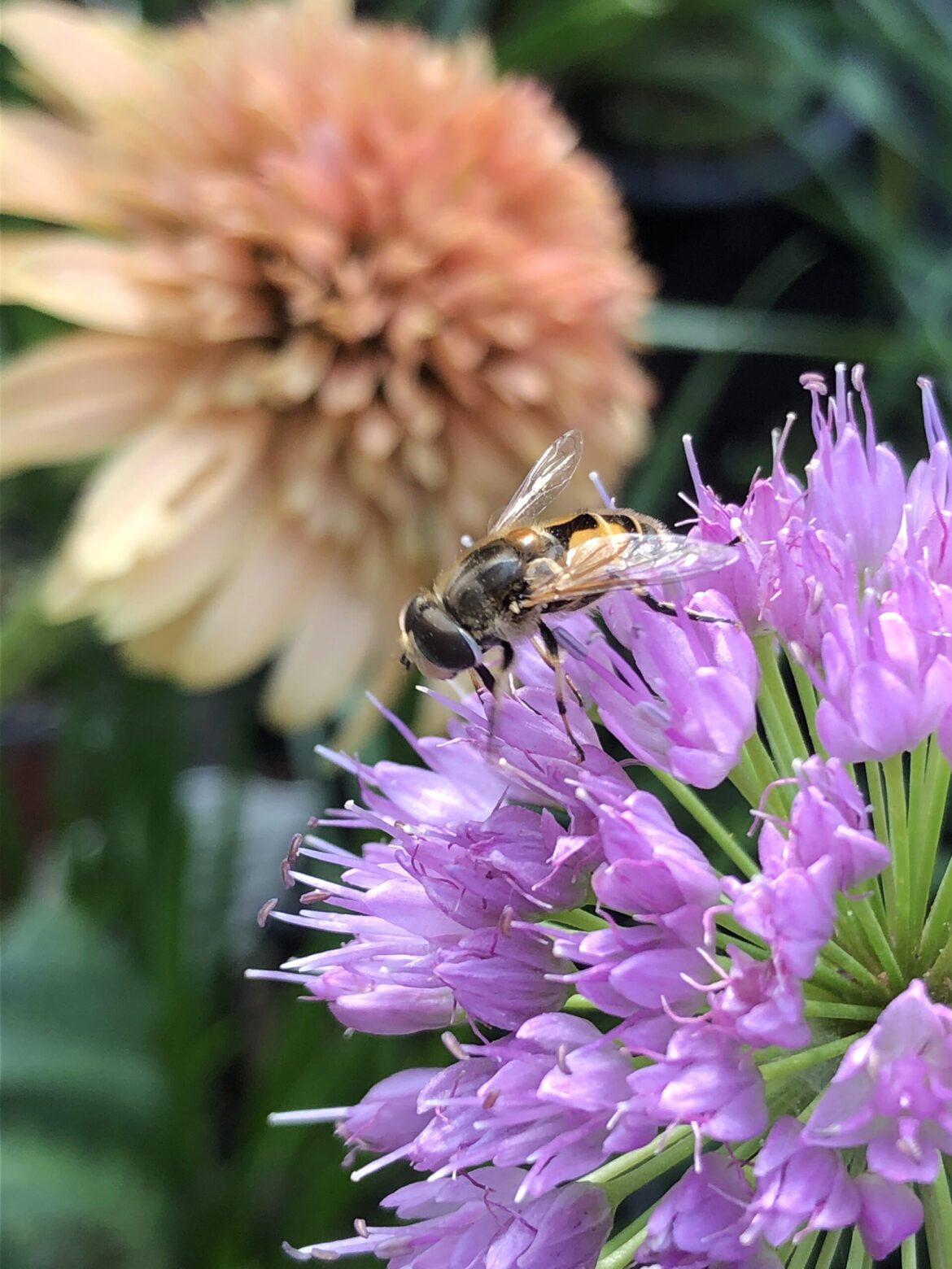 In the Garden: How to achieve perennial perfection In the Garden: How to achieve perennial perfection