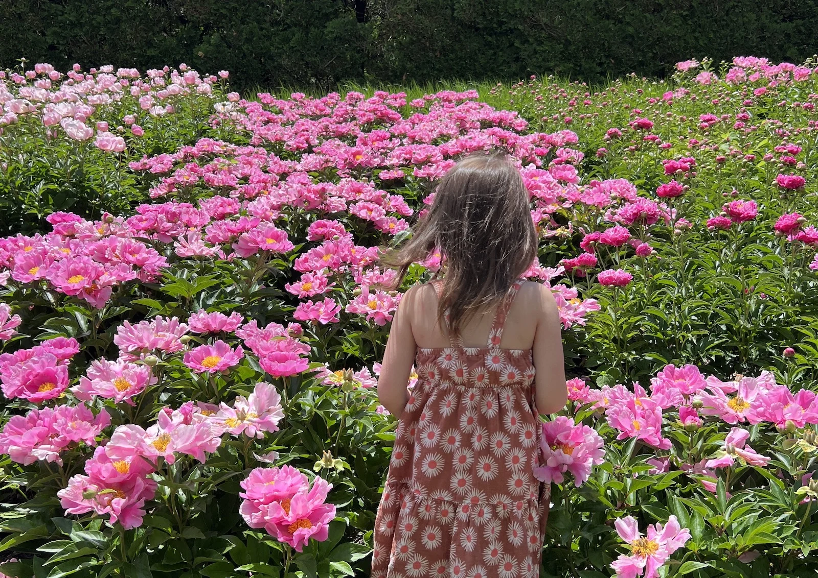 Allerton peony garden