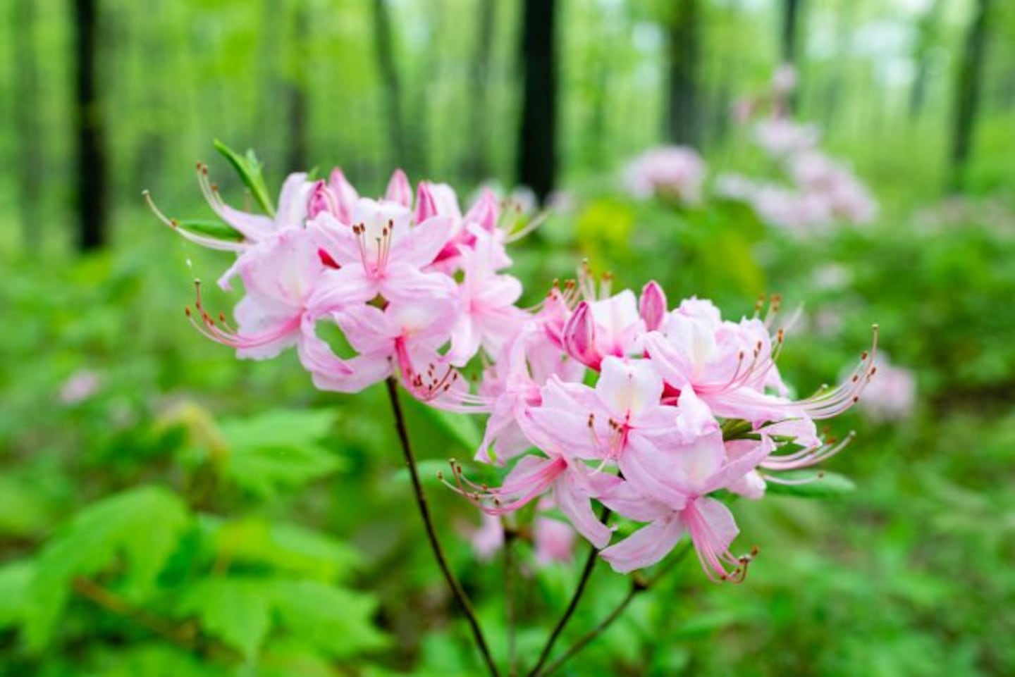 Pinxterbloom has soft pink flowers with long stamens and a light fragrance.