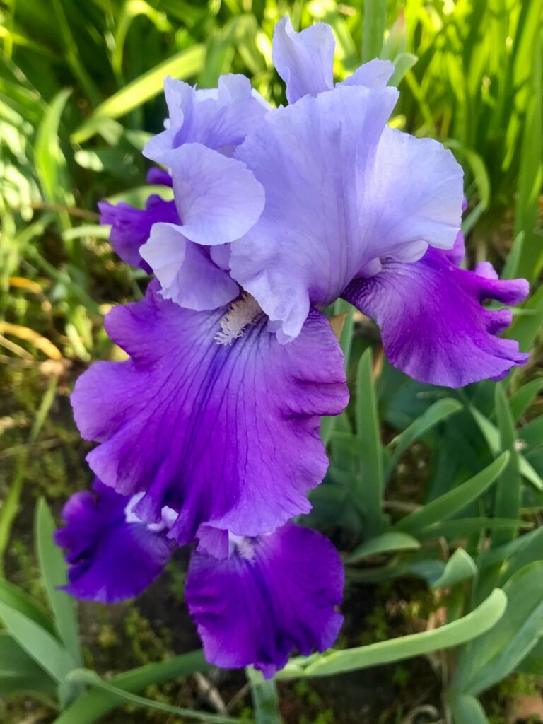 If Prince were a flower