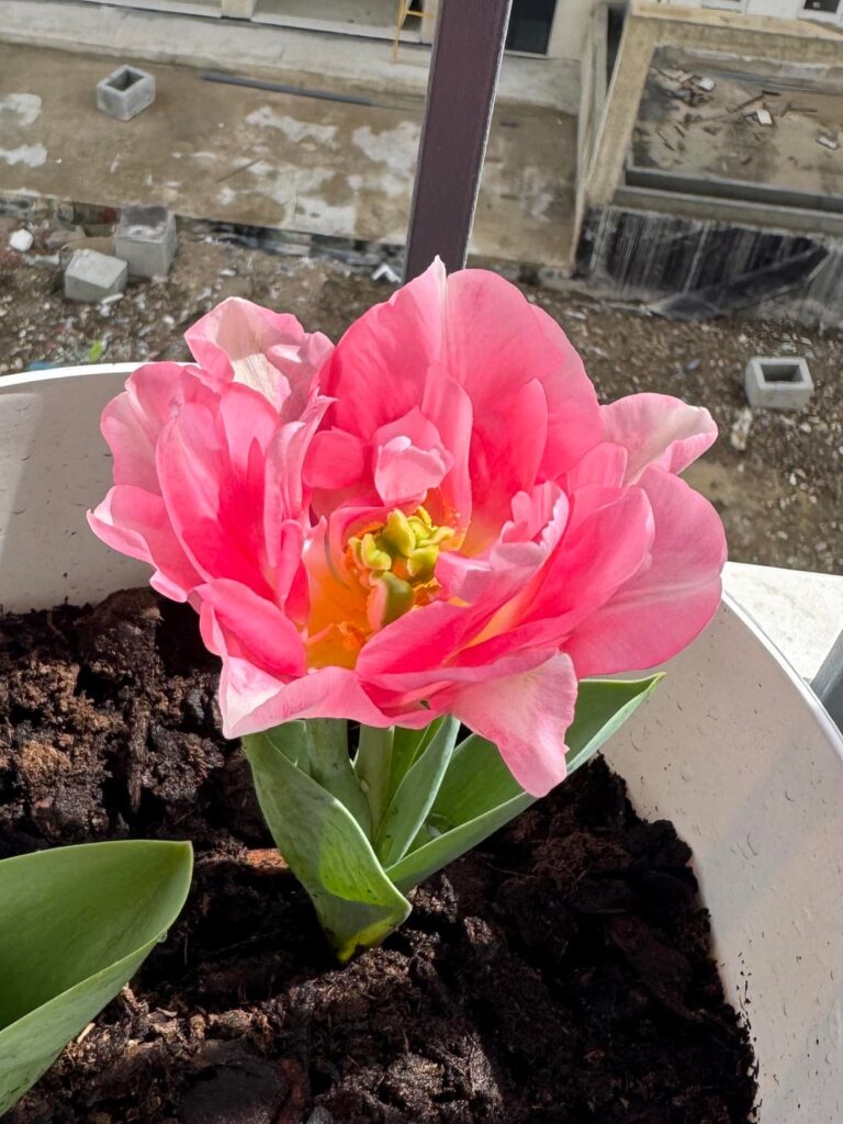 If only tulips lasted a little longer🥲