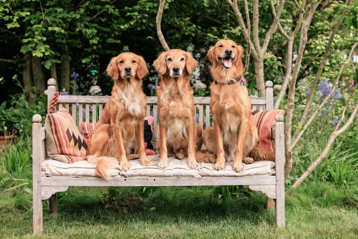 Barkitecture: The Garden Trend That’s Gone to the Dogs Barkitecture: The Garden Trend That’s Gone to the Dogs