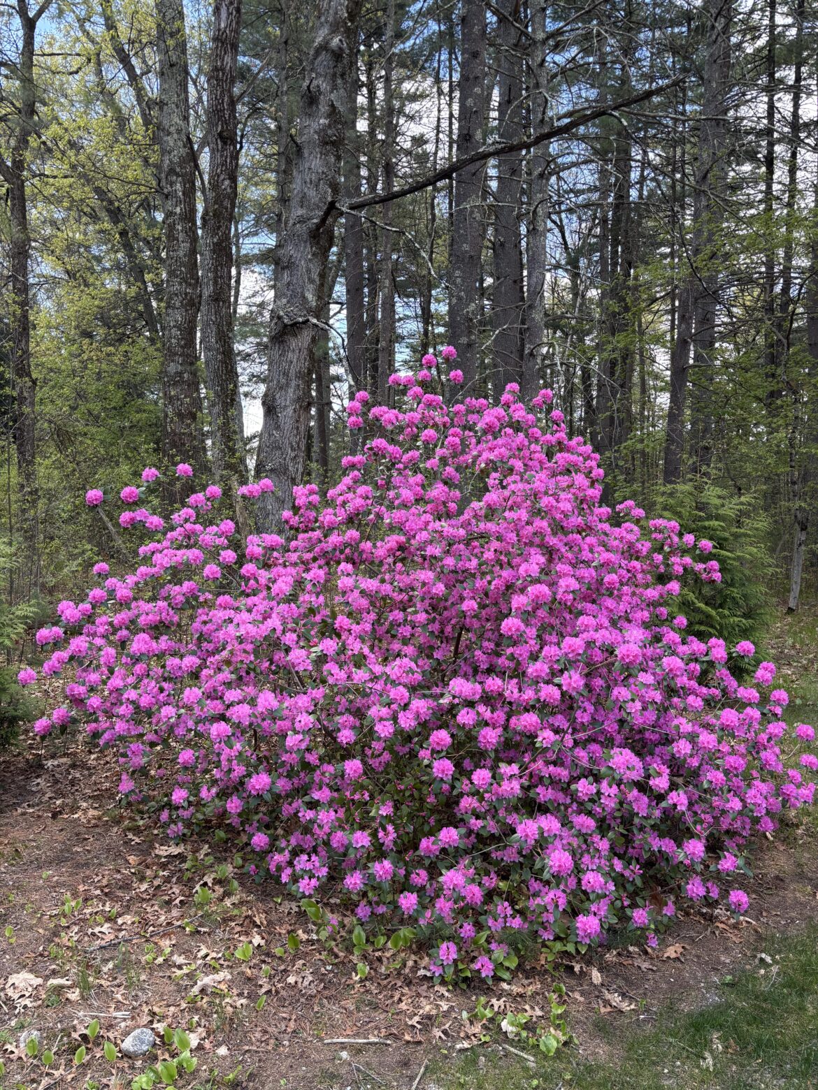 Inspired by that other Azalea post