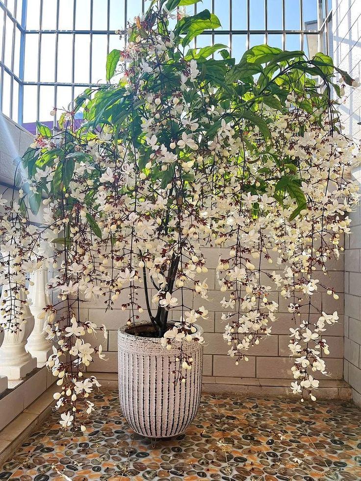 Is a good idea a bridal veil (Clerodendrum Wallichii) for a beginner? Is a good idea a bridal veil (Clerodendrum Wallichii) for a beginner?