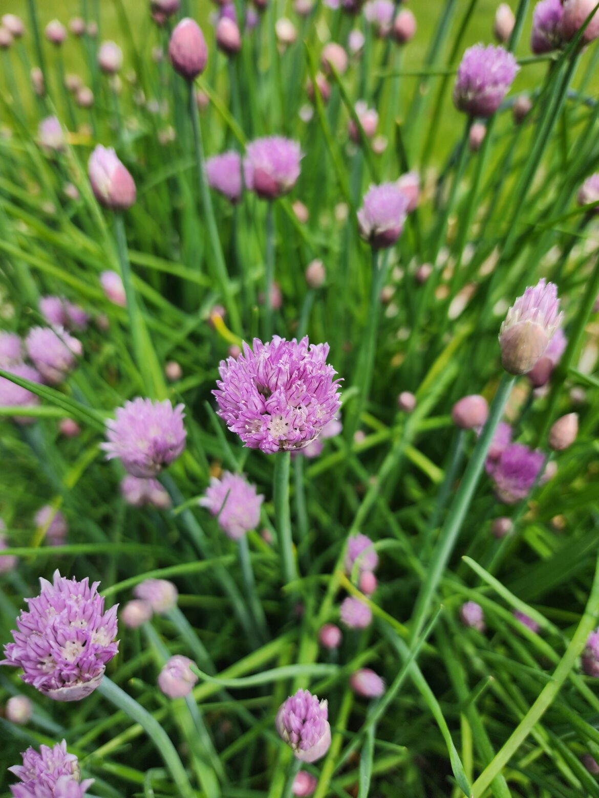 Is this chives?