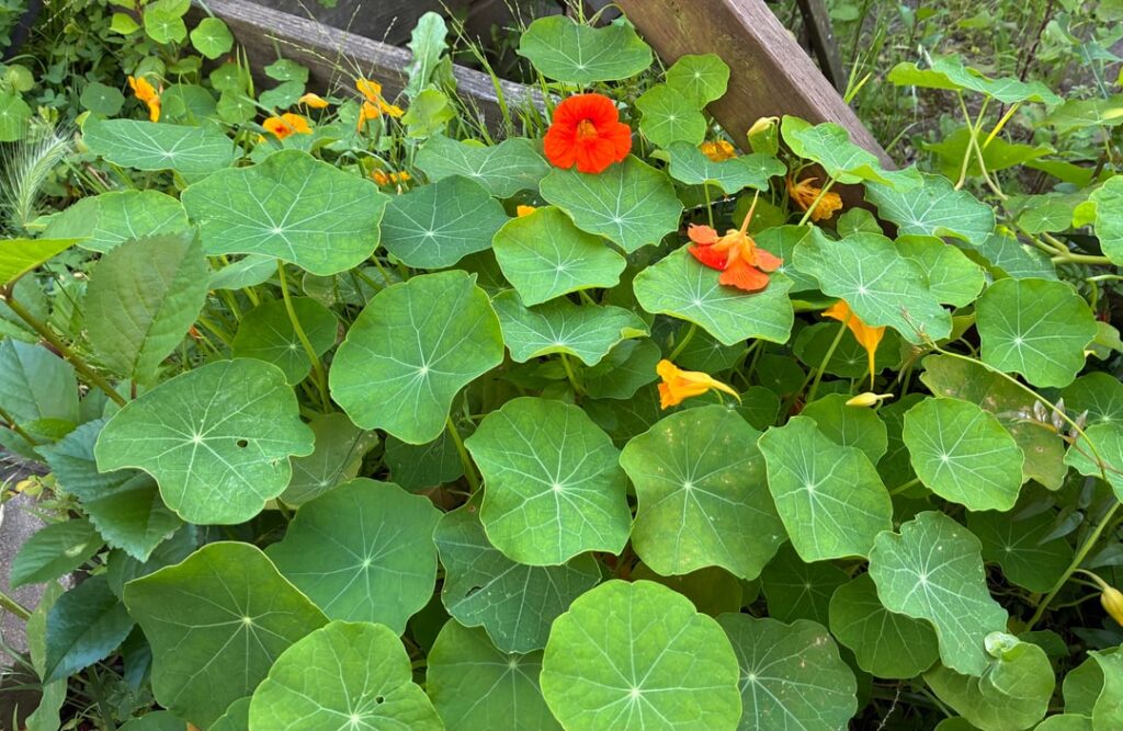 Is this edible nasturtium, or some dangerous lookalike that I’m unaware of? Is this edible nasturtium, or some dangerous lookalike that I’m unaware of?