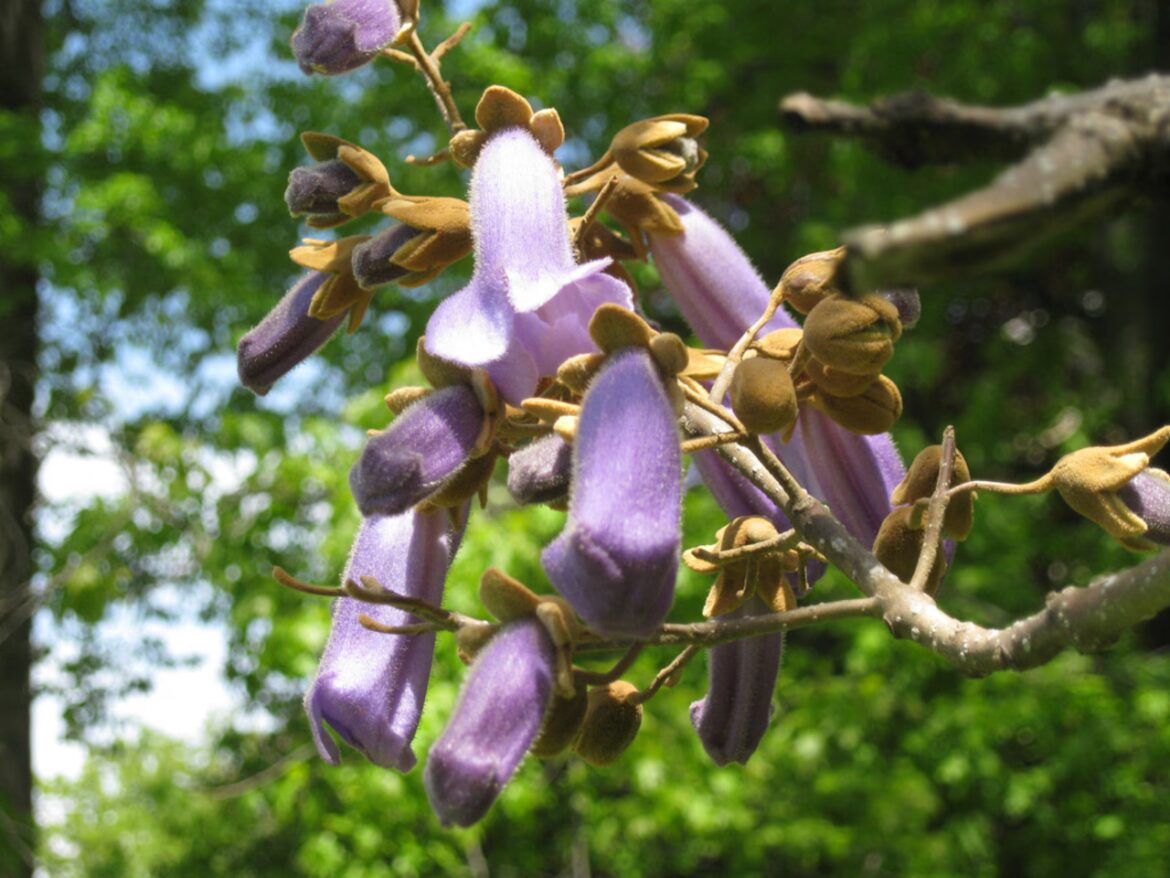 Are maple seeds edible? Plus, paulownia tree flowers attract early bees | Lehigh Valley Nature Watch Are maple seeds edible? Plus, paulownia tree flowers attract early bees