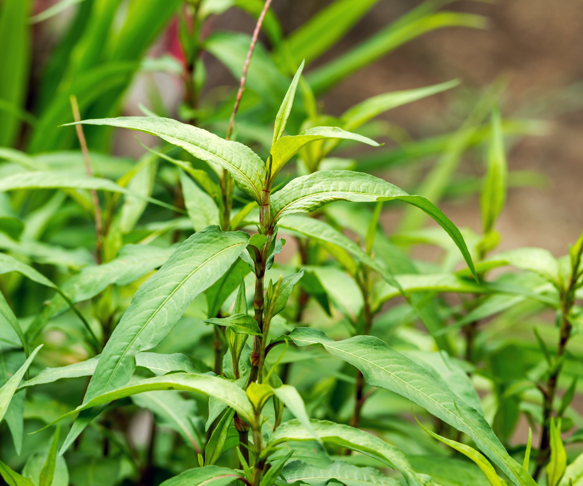 Vietnamese coriander