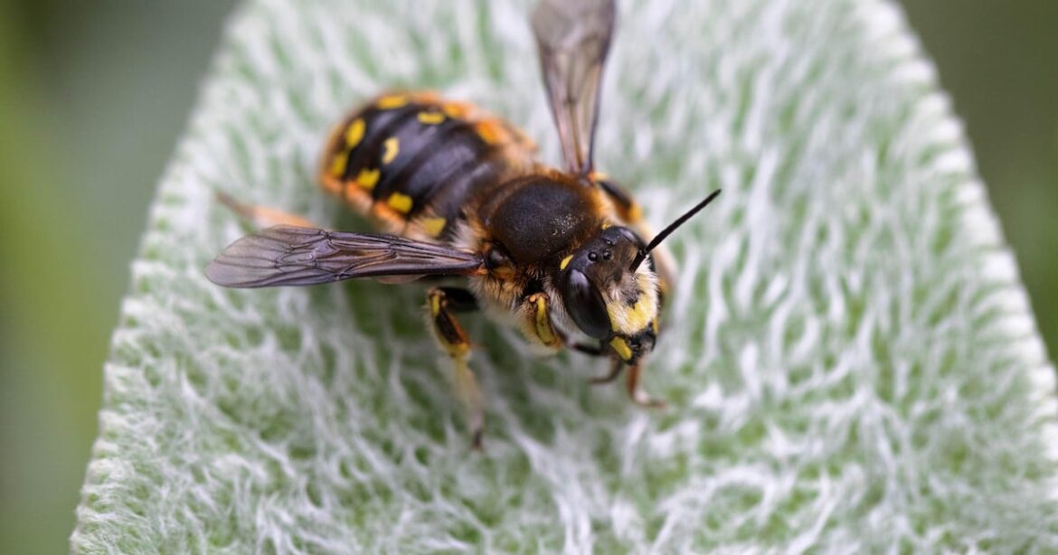 How well do you know your garden bees? – The Irish News How well do you know your garden bees? – The Irish News