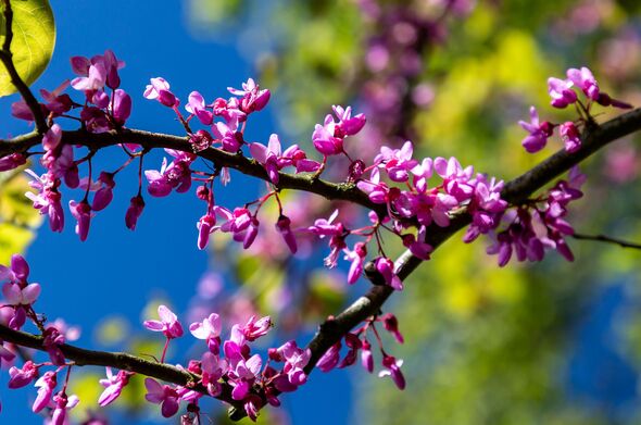 The Blossom of a Cercis Siliquastrum The Blossom of a Cercis Siliquastrum