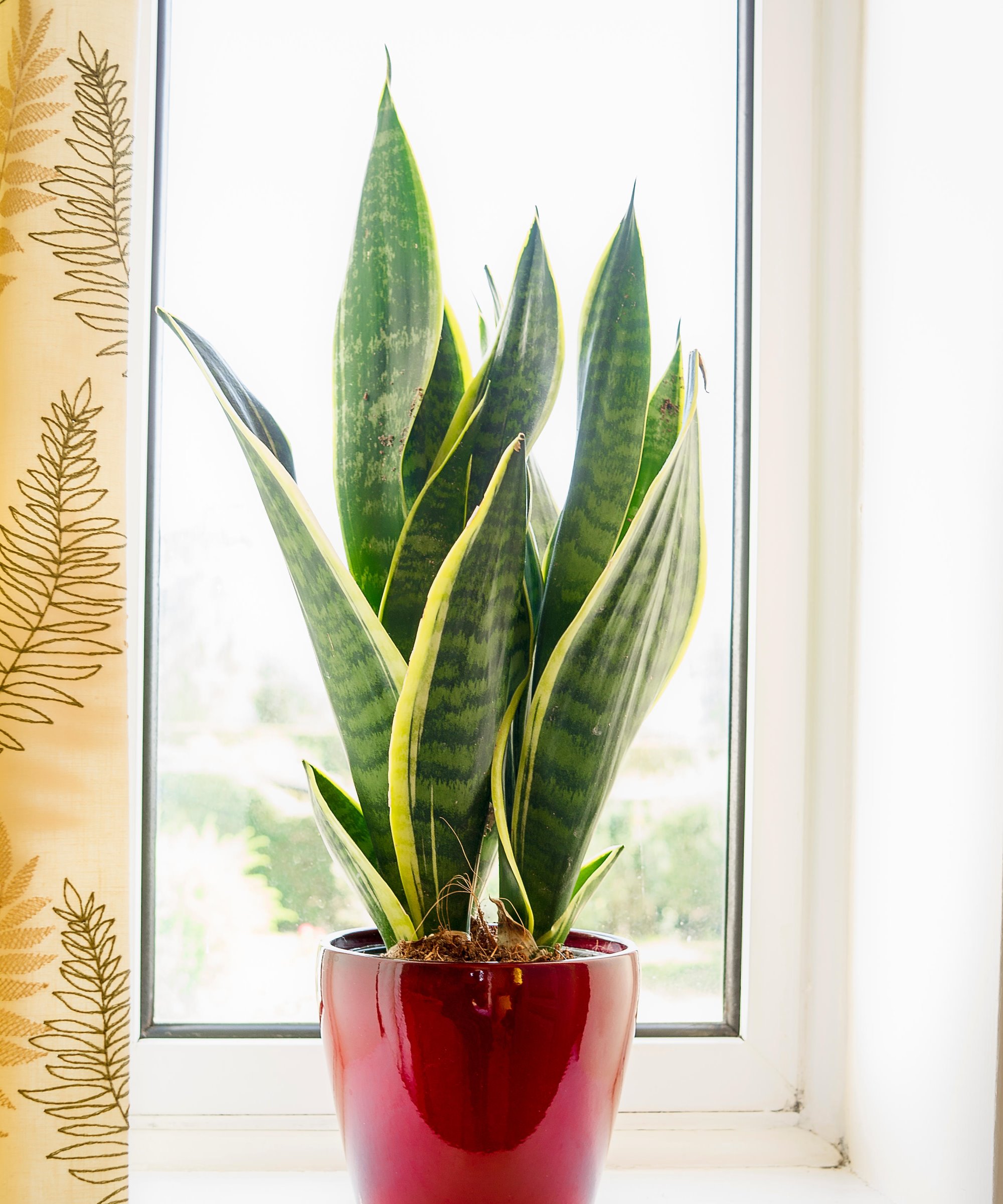 Sansevieria trifasciata plant