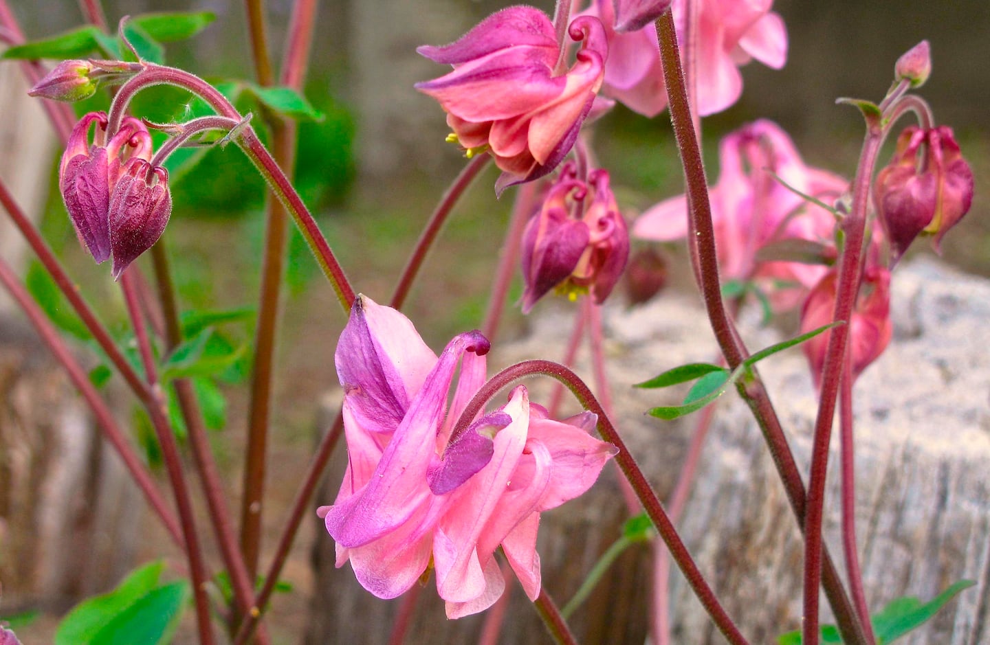 Pink columbines growing in a garden.
