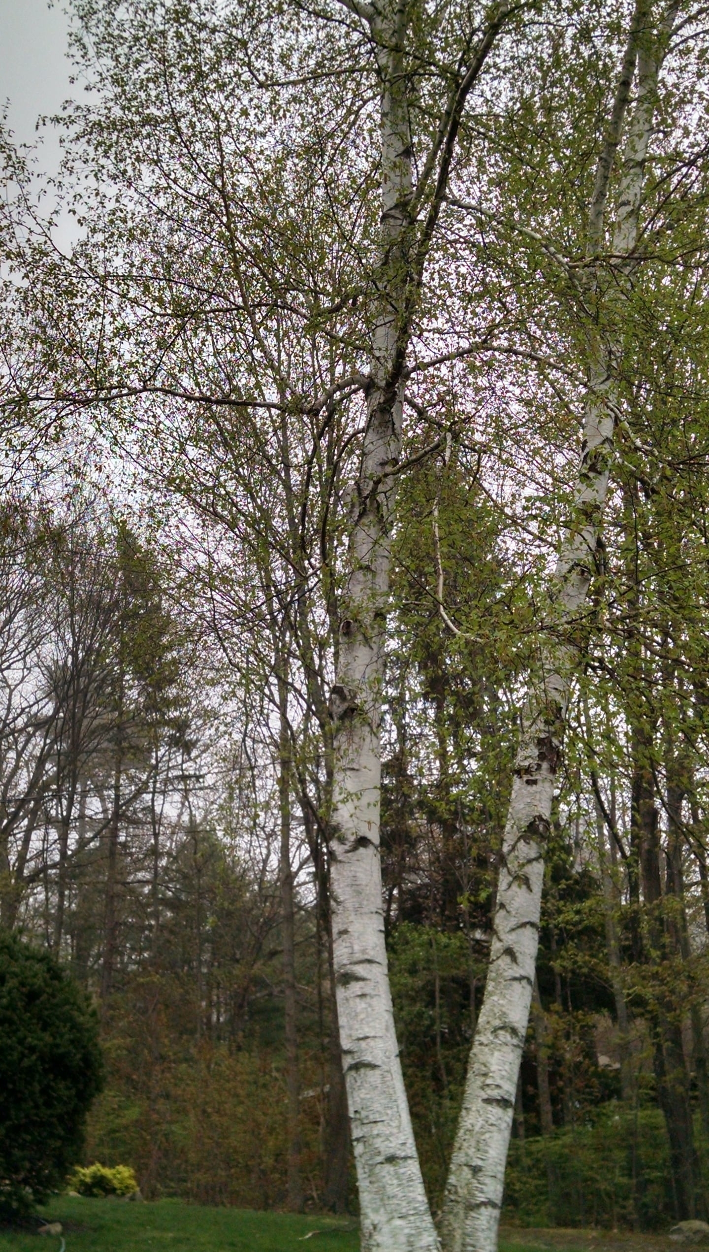 The birch tree I planted for my mom for Mother's Day in 1985.