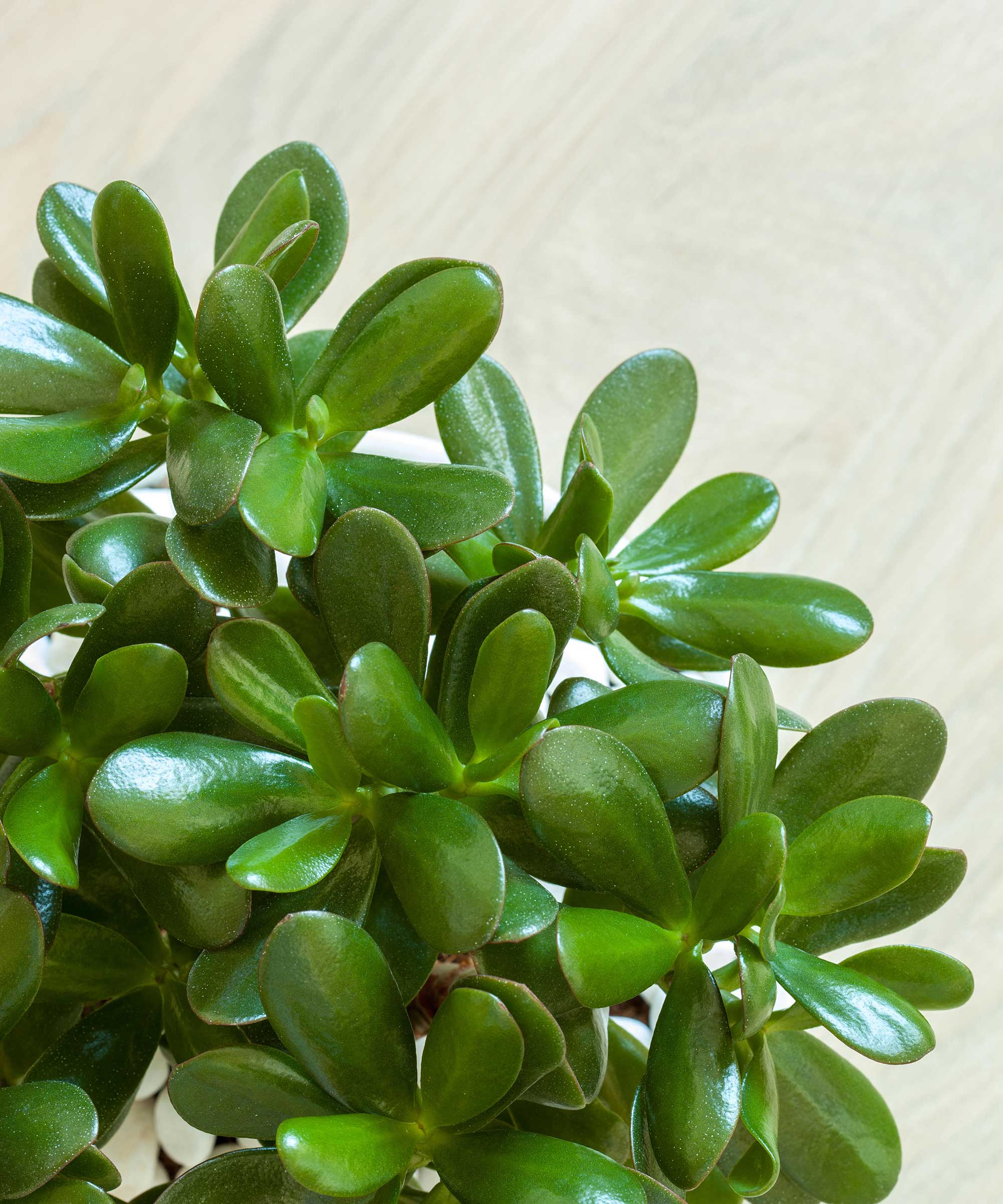 crassula ovata leaves