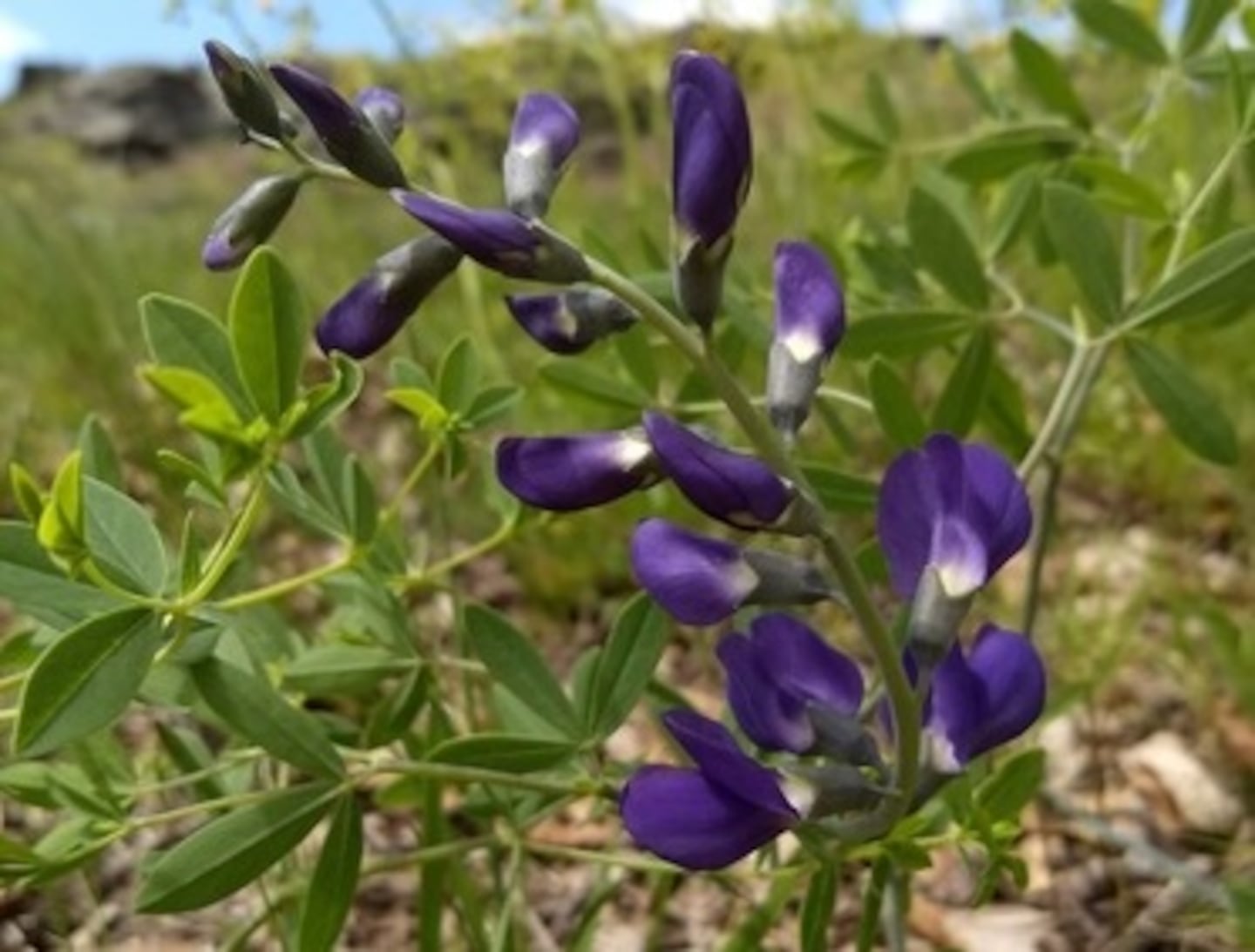 Wild blue indigo, with its striking blue-purple spikes.