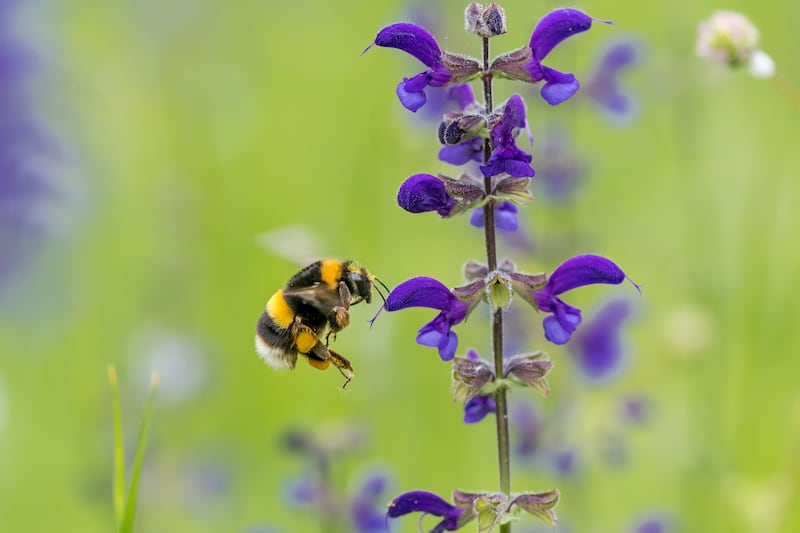 Buff-tailed bumblebee on salvia