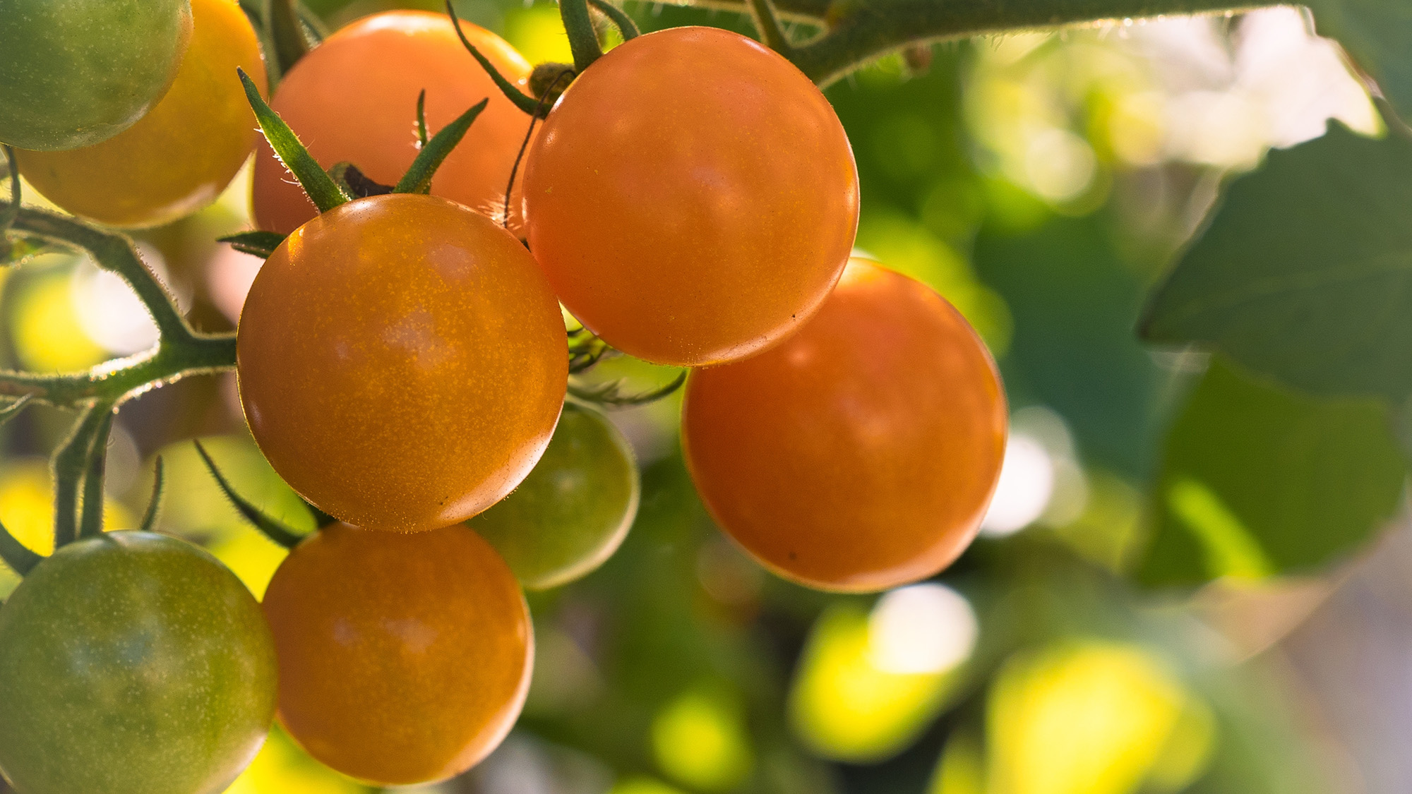 Sun Gold tomato