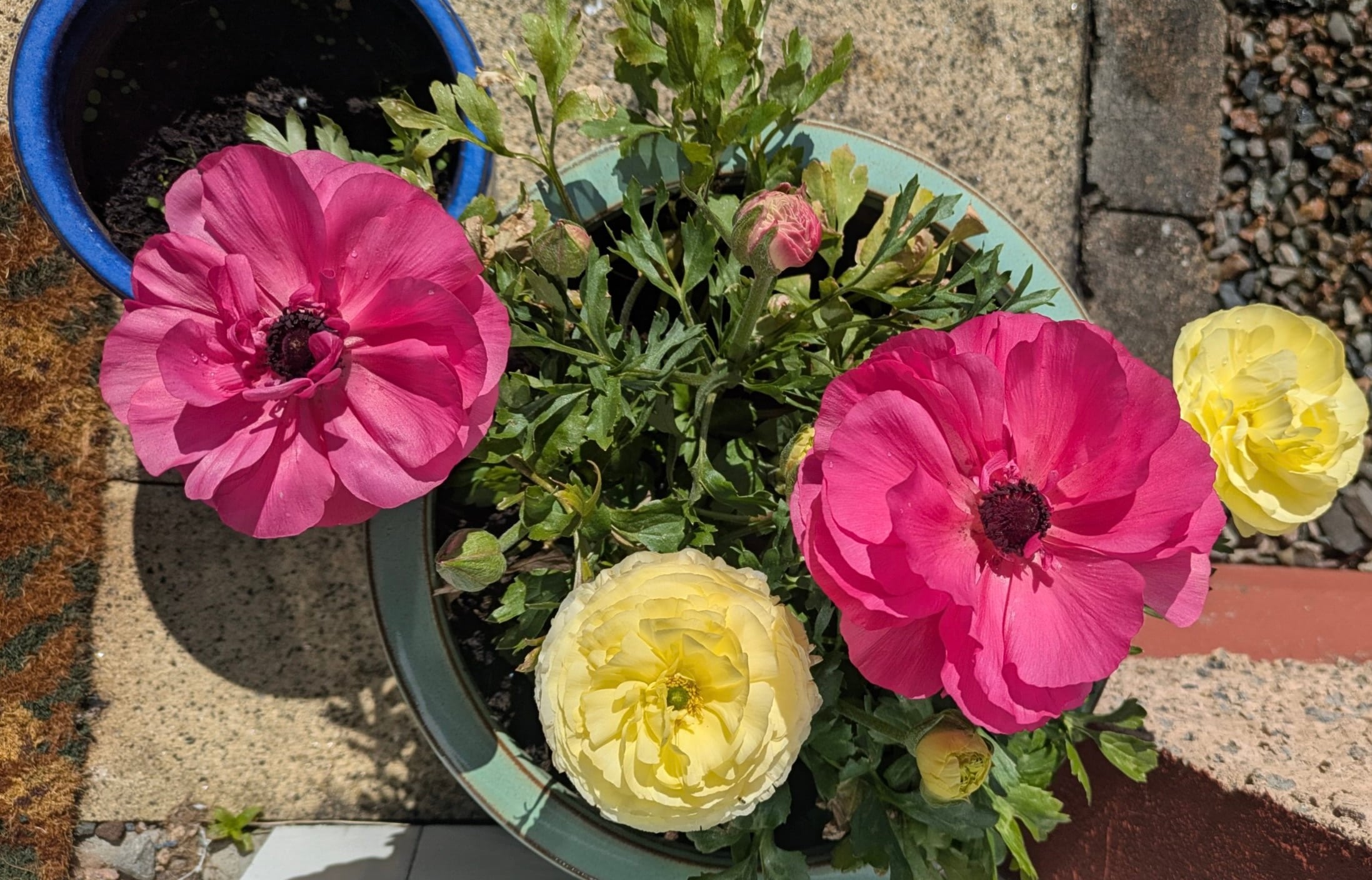 Cup of Jo reader gardens