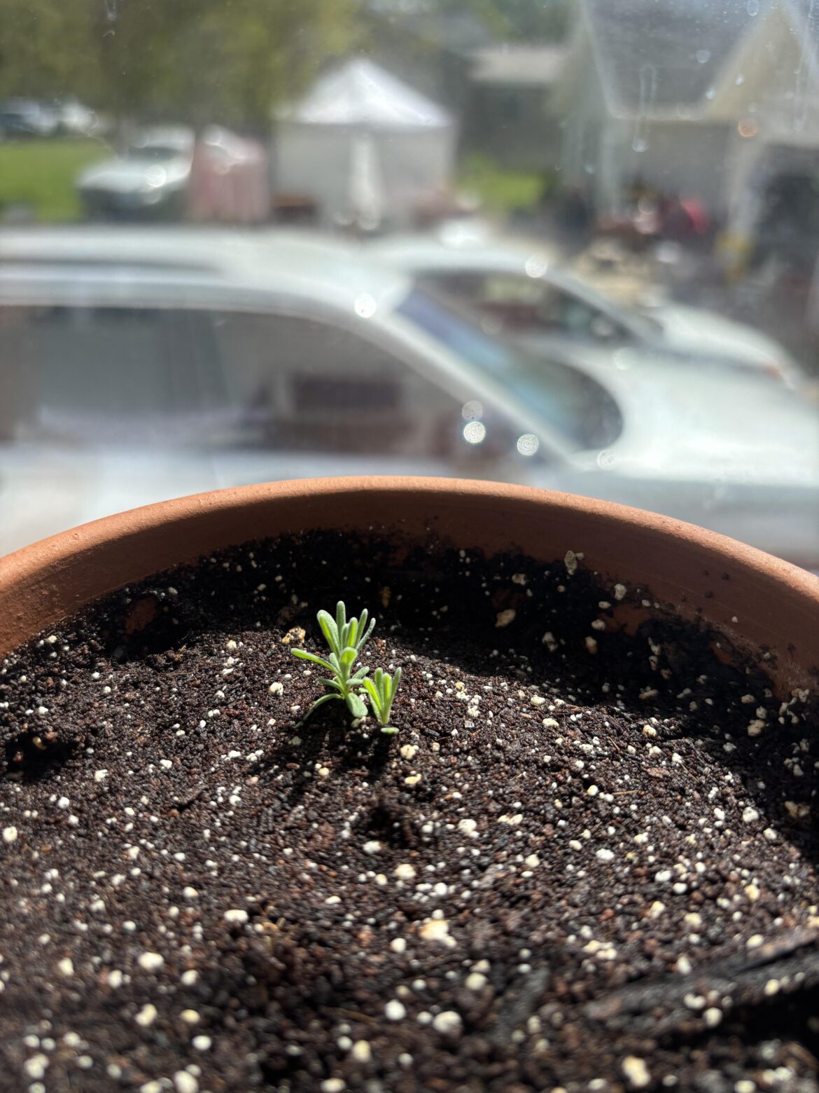 Lavender still tiny after 6 months.