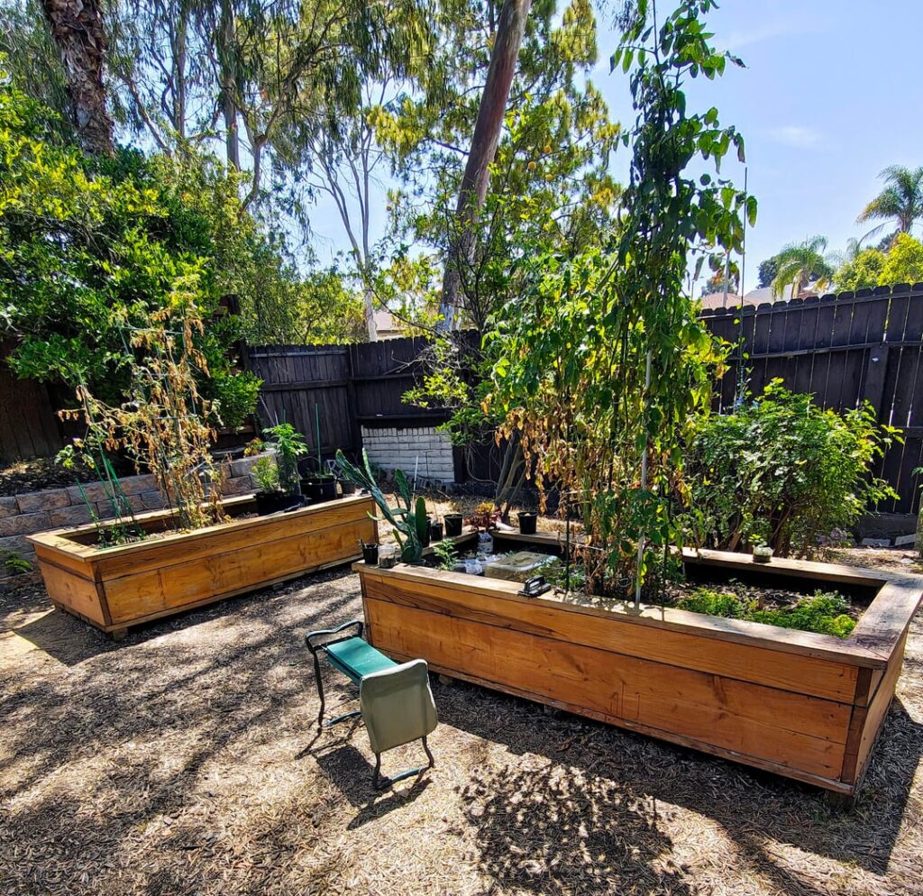 Lizards are incredibly happy and prolific since I put in big garden boxes Lizards are incredibly happy and prolific since I put in big garden boxes