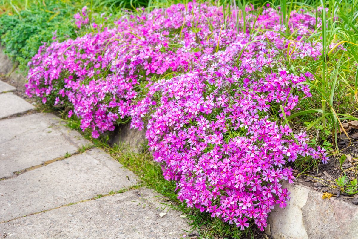 Low-Maintenance Phlox Ground Cover