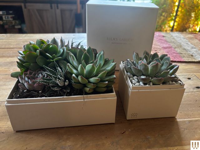 Image may contain: Plant, Potted Plant, Jar, Planter, Pottery, Vase, and Box