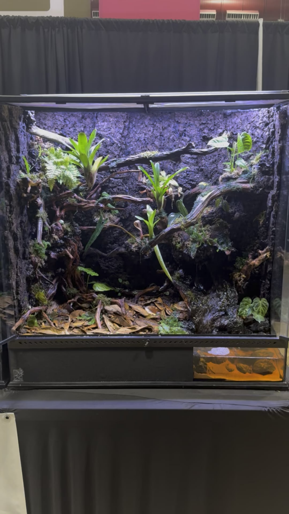 36x18x36 Dart Frog Paludarium