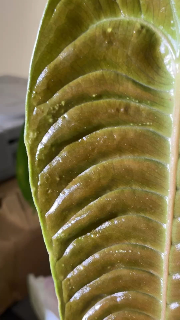 ID help plz