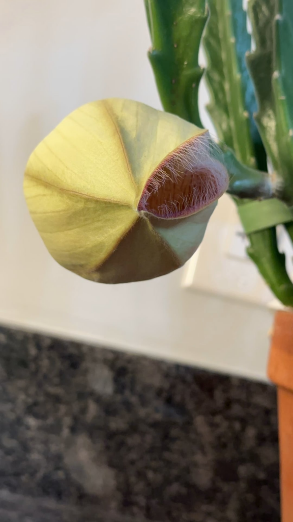Carrion flower blooming