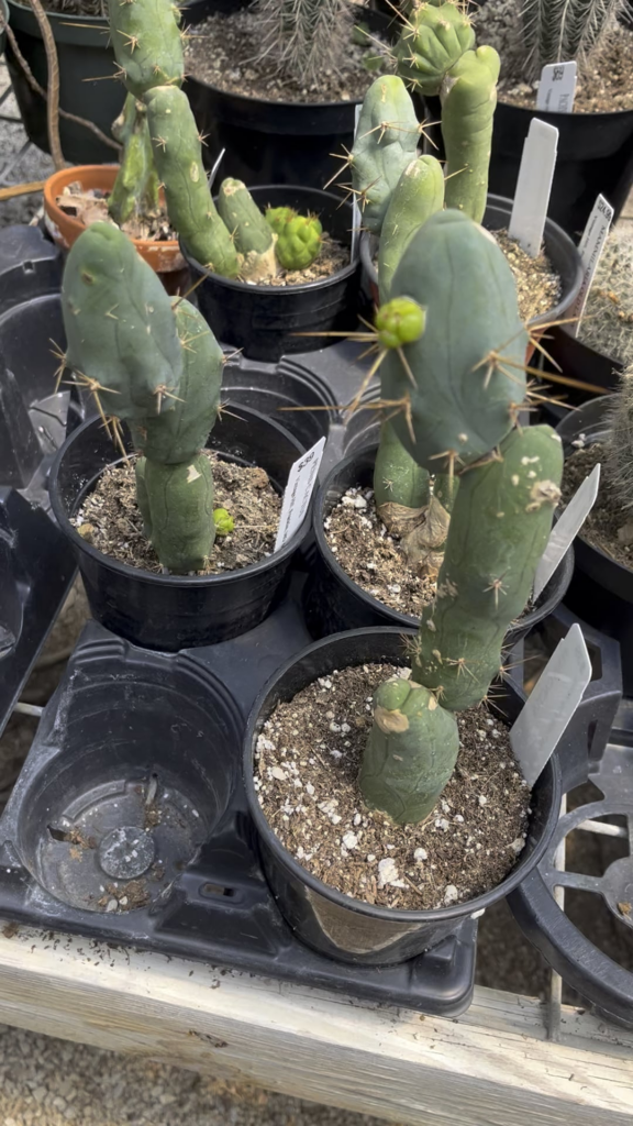Stunning TBMs at nursery, guess which one I picked up