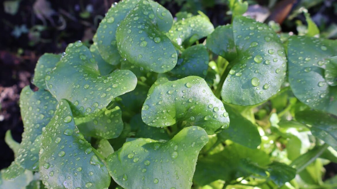 Kem Ormond’s vegetable garden: Winter lettuce varieties to plant now for soups and salads Kem Ormond’s vegetable garden: Winter lettuce varieties to plant now for soups and salads