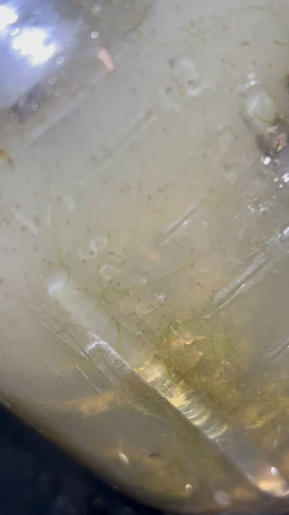 how cooked are the bladder snails in here how cooked are the bladder snails in here