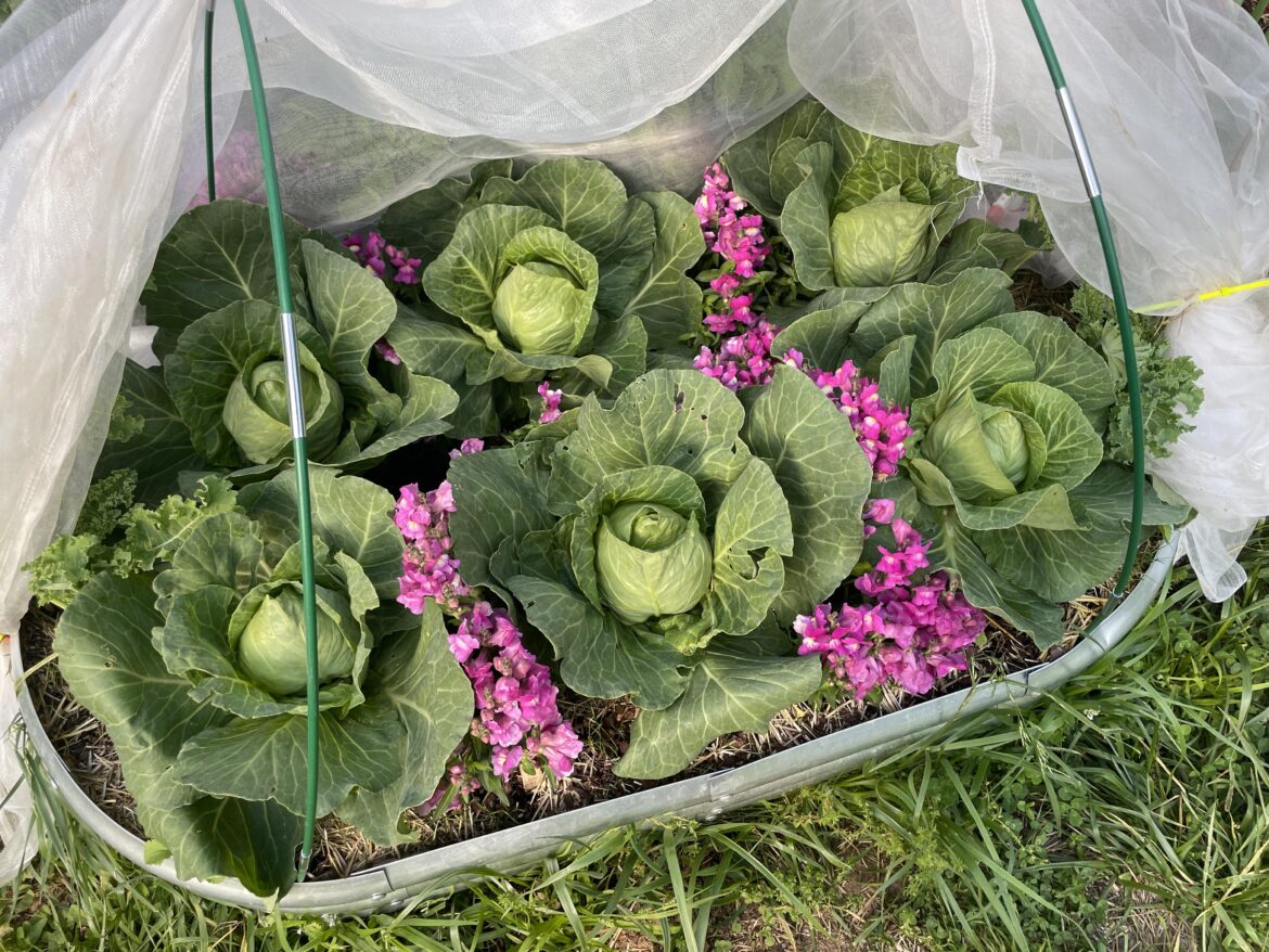 MY CABBAGES