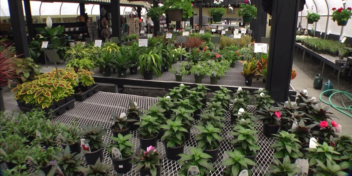 Piedmont Master Gardeners hold annual spring plant sale Piedmont Master Gardeners hold annual spring plant sale