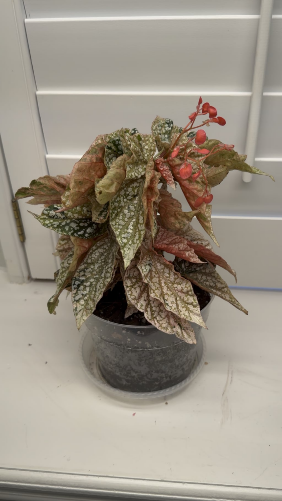 Beautiful Begonias!