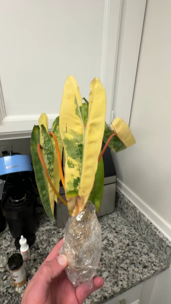I GOT MY DREAM VARIEGATED BILLY FROM INDONESIA IN LESS THAN 20 DAYS ON ETSY FOR $200!!! I GOT MY DREAM VARIEGATED BILLY FROM INDONESIA IN LESS THAN 20 DAYS ON ETSY FOR $200!!!