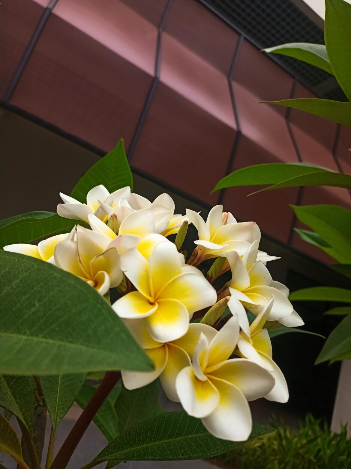Most underrated flower !!