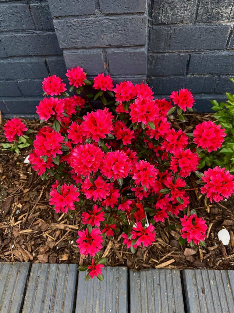 My 3 month old Azalea is doing well