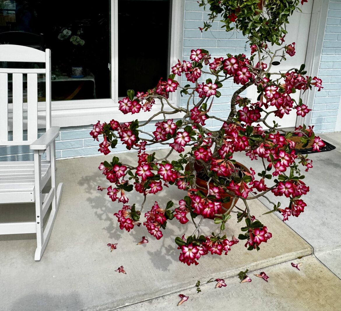 My Fathers Desert Rose.