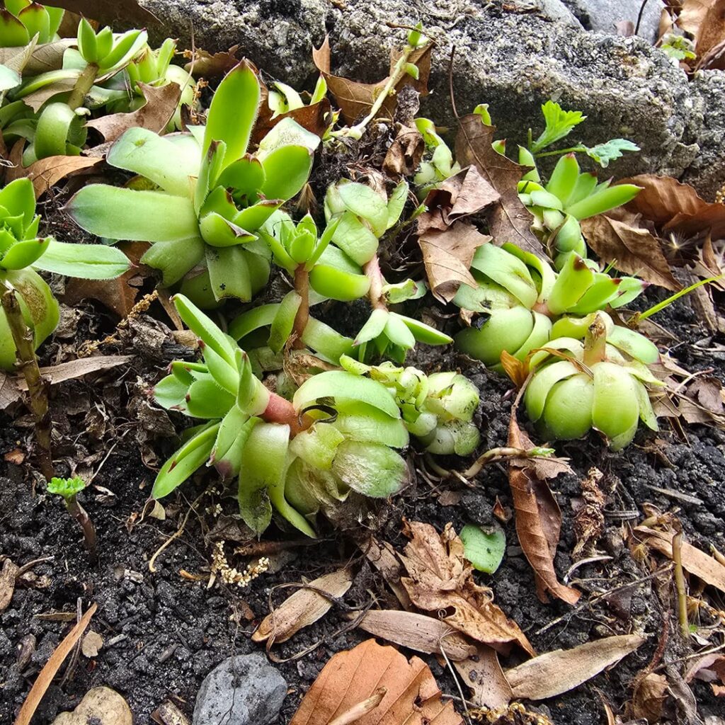 My MIL destroyed my garden while I was at work.