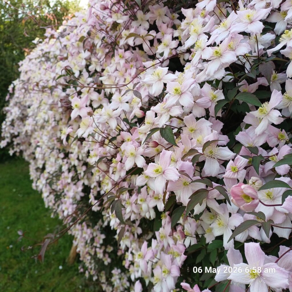 My Moms Clematis PART 2, plus Cotoneaster