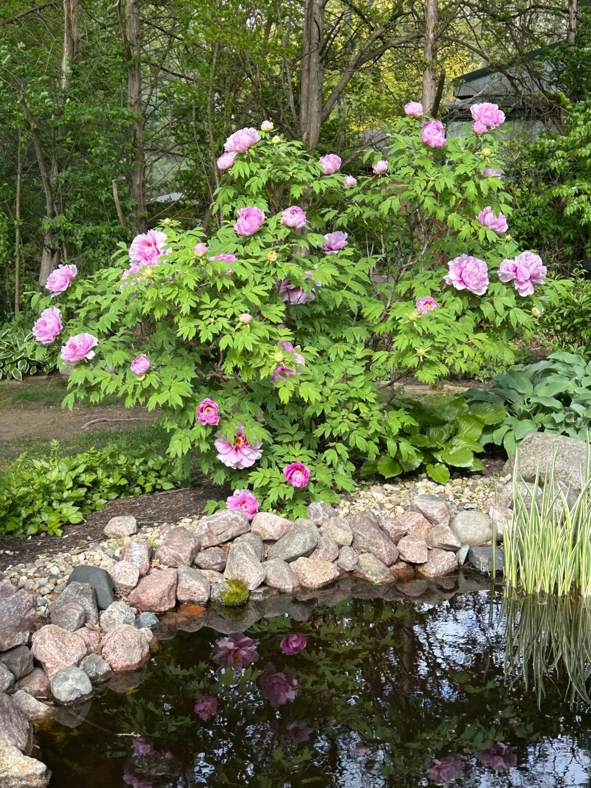 My Peony Tree