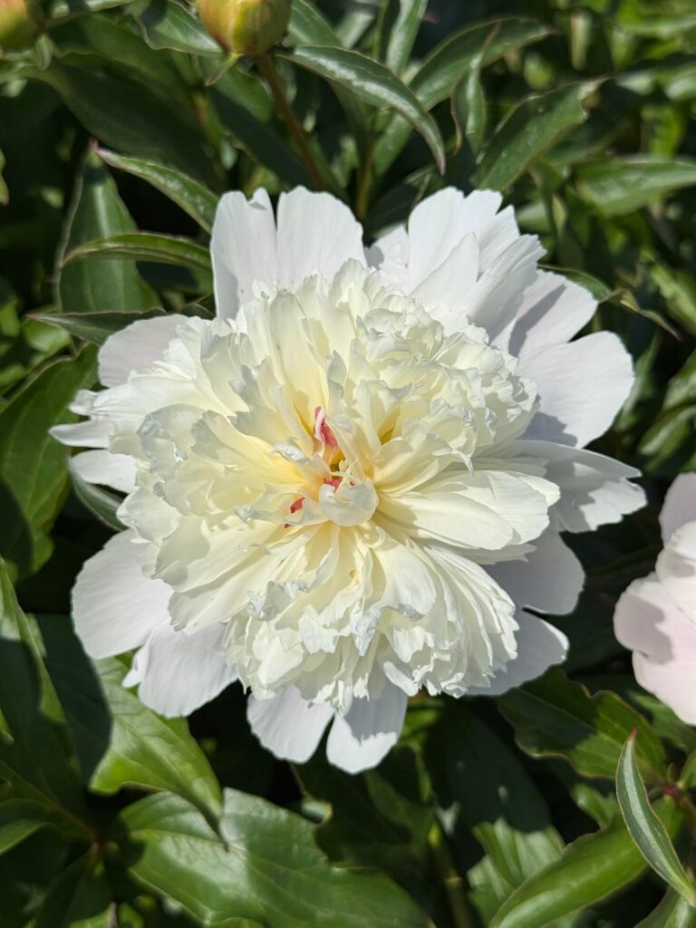 My earliest peonies
