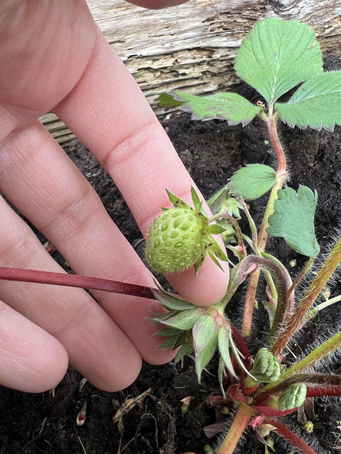 My first fruit ever!!