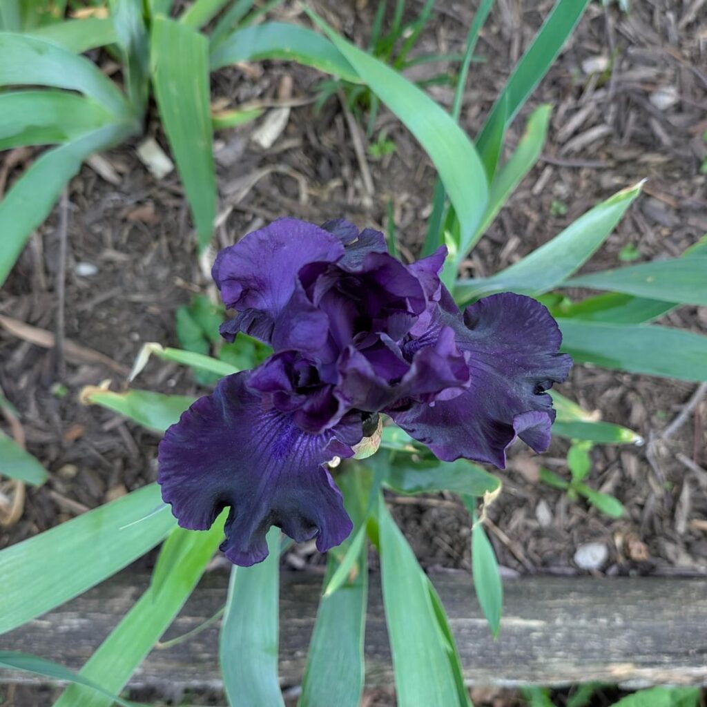 My first iris blooms from heirloom family plants I transplanted back in 2024 💜🥰