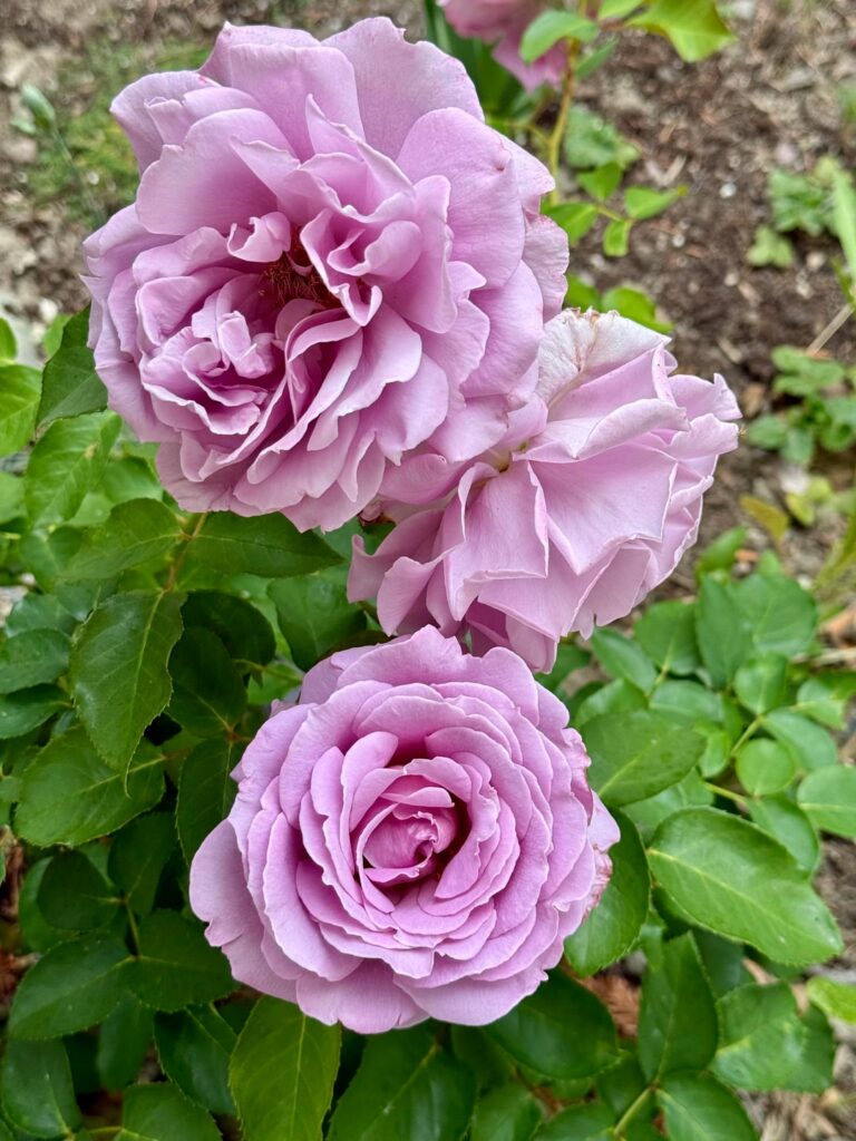 My first rose blooms of the year