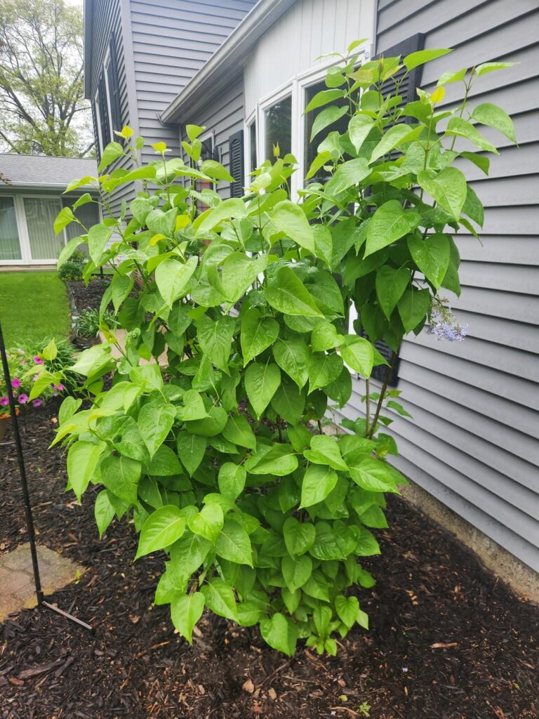 My lilac bush bloomed for the first time!