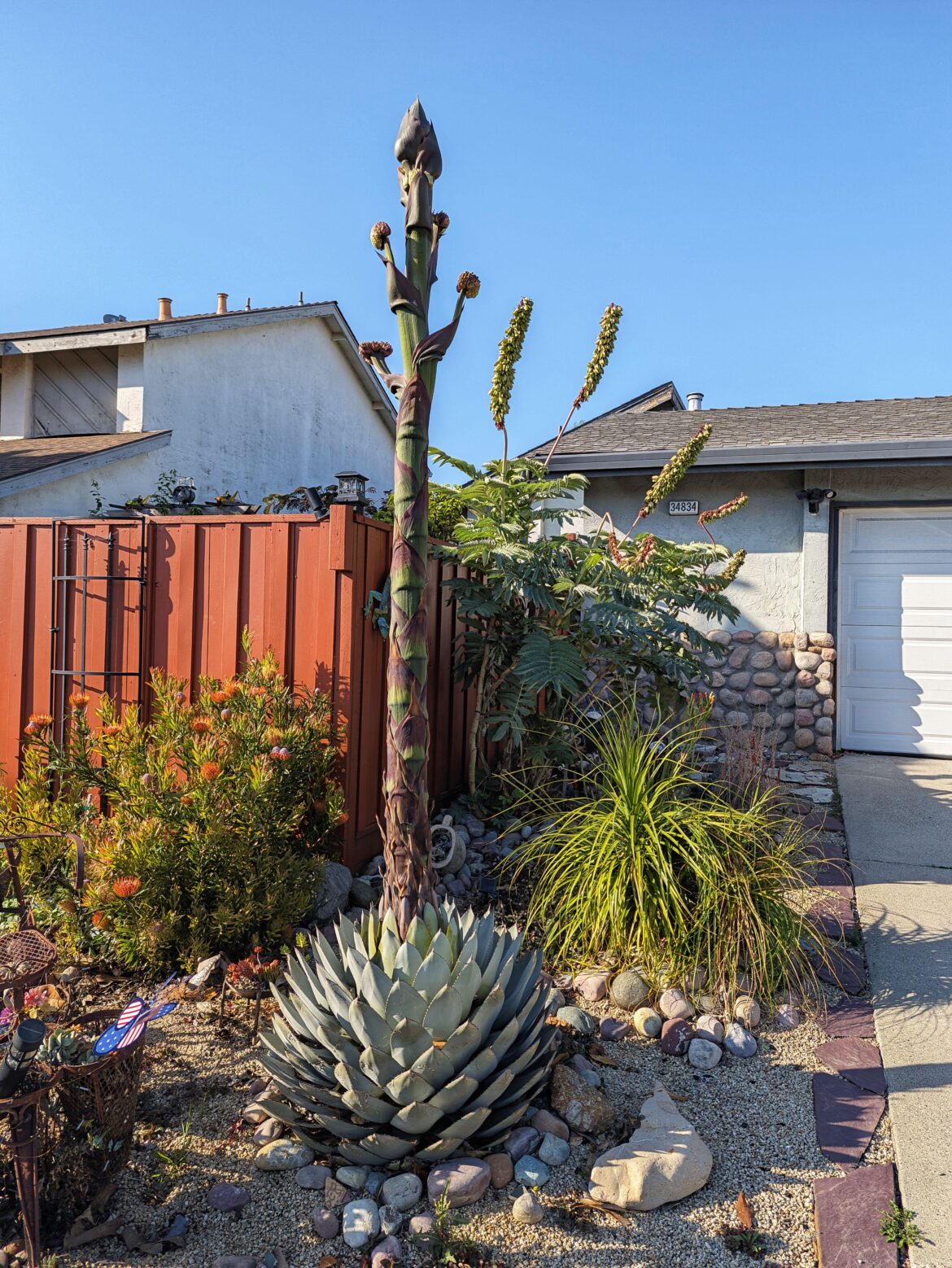 My neighbor's impressive agave (century plant) bloom