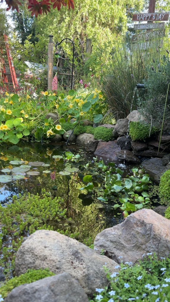 My pond is my favorite place in the garden