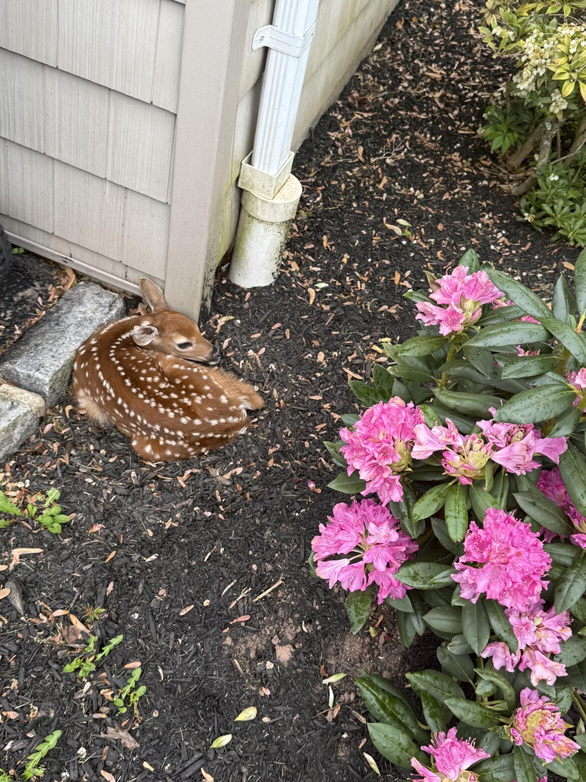 My rhododendron had a little visitor 🌸
